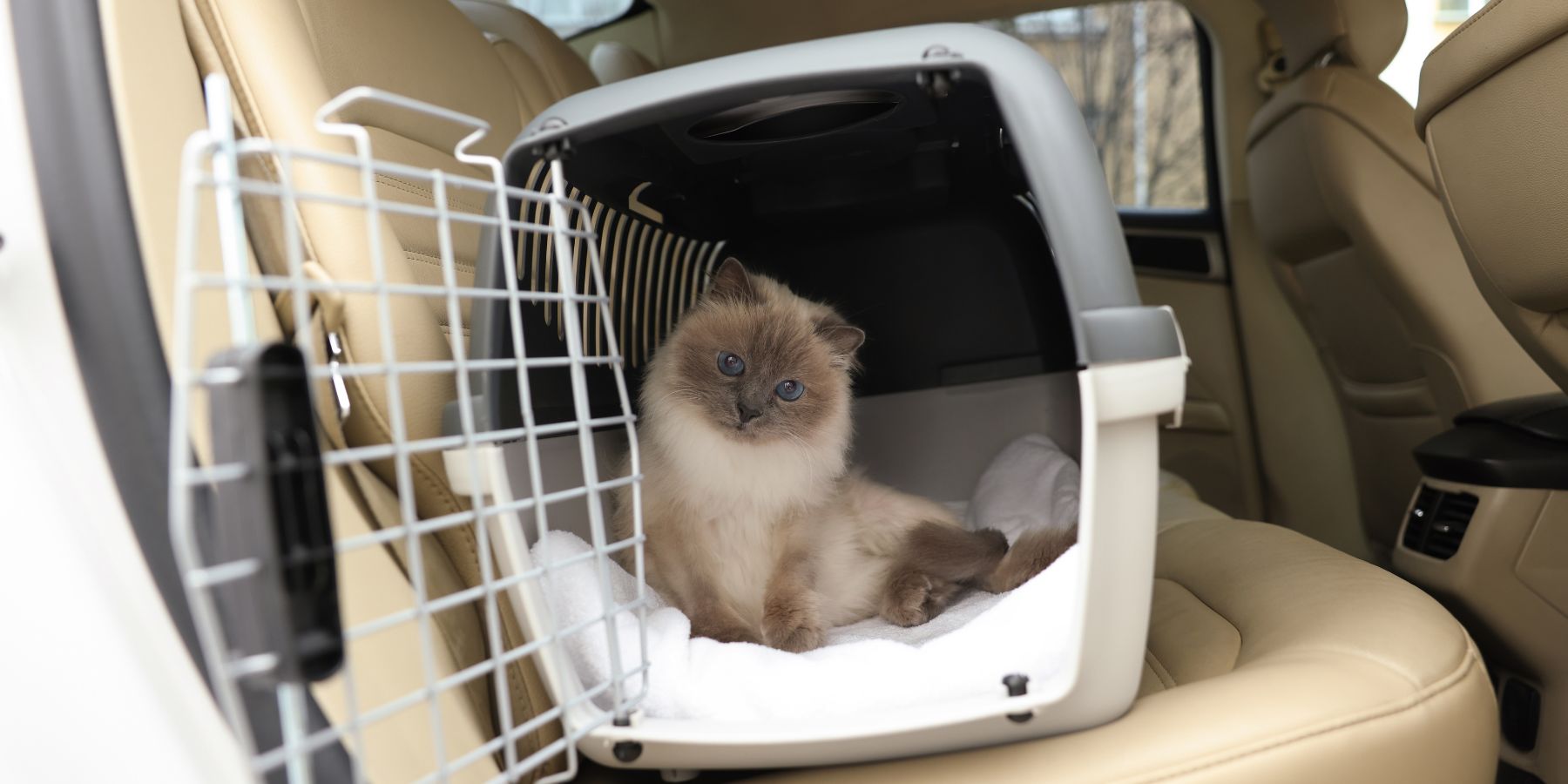 Choosing the Right Cat Carrier: What You Need to Know